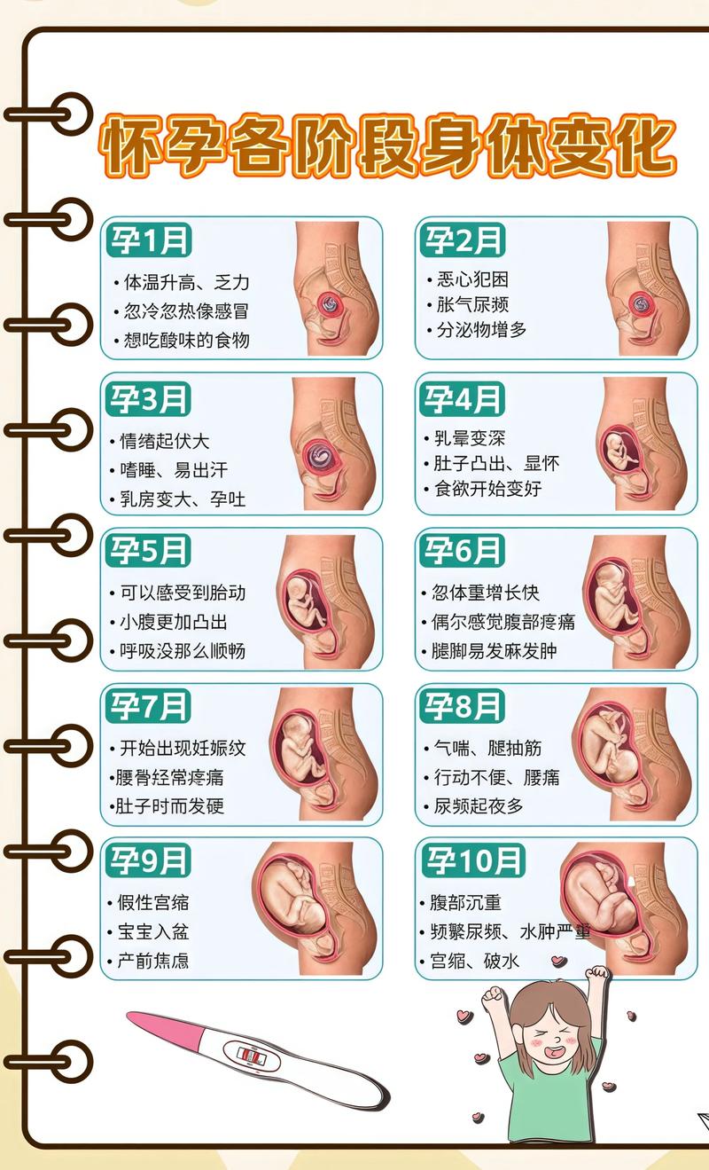 揭秘供卵代孕妈妈怀孕小腹分两节，孕期变化的奥秘孝感代生机构: